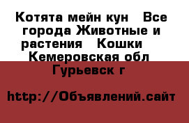 Котята мейн кун - Все города Животные и растения » Кошки   . Кемеровская обл.,Гурьевск г.